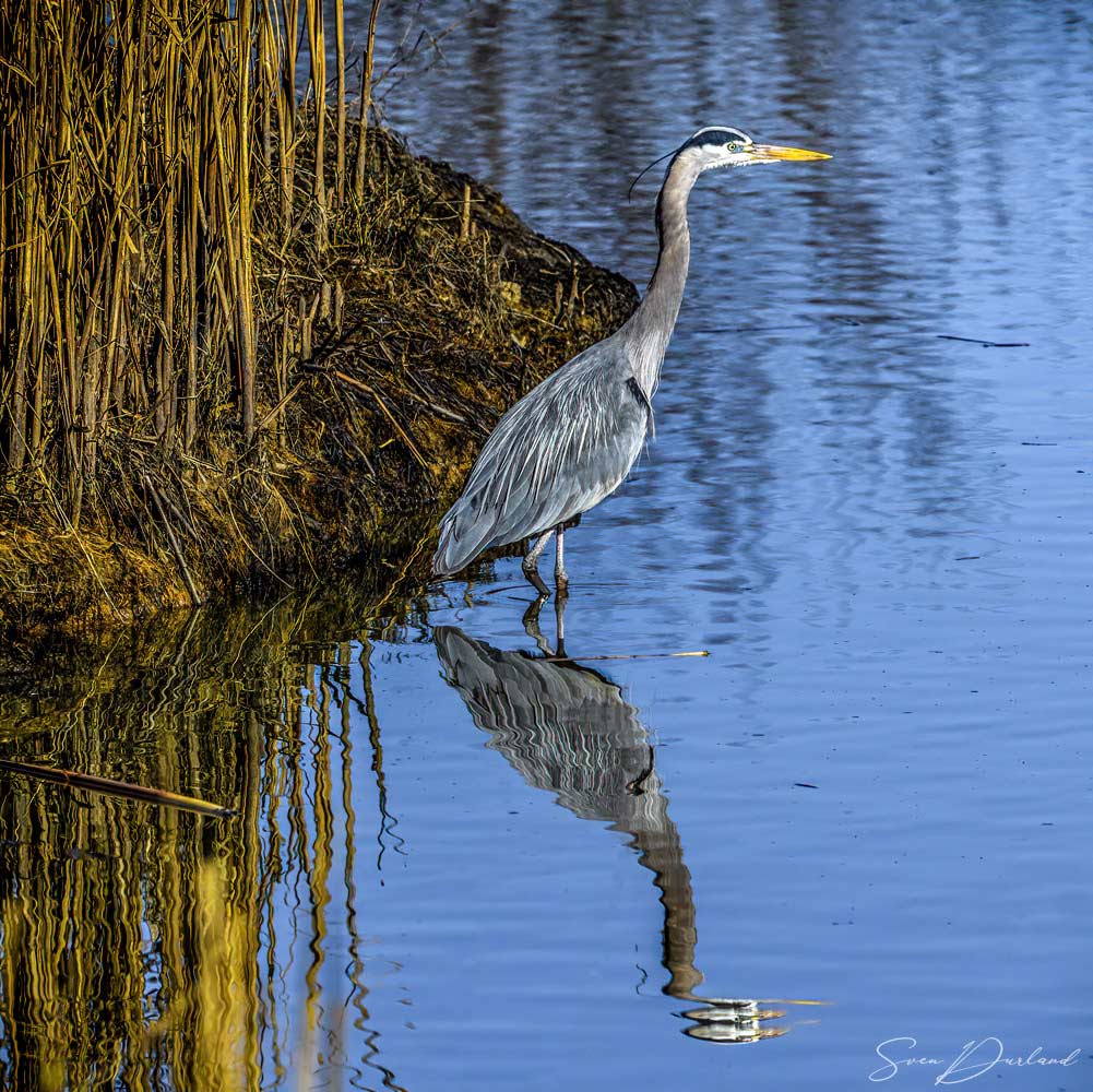 Great blue heron