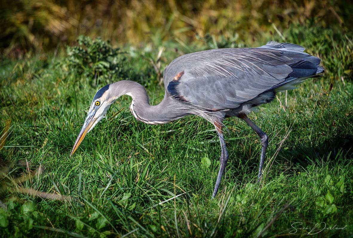 Great blue heron