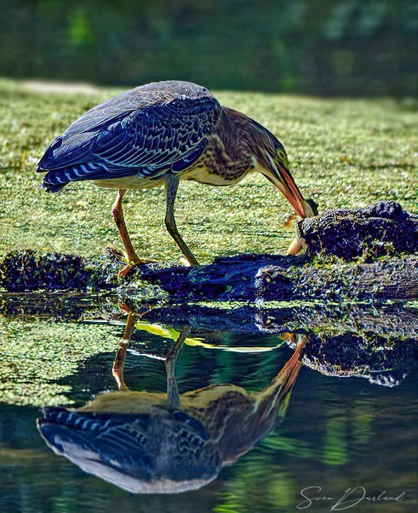 Green heron