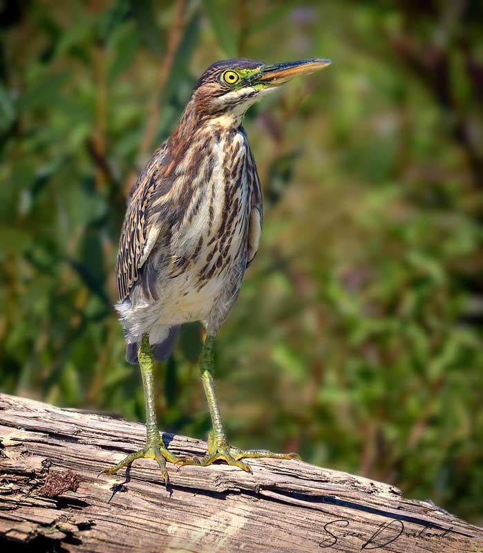 Green heron, juvenile