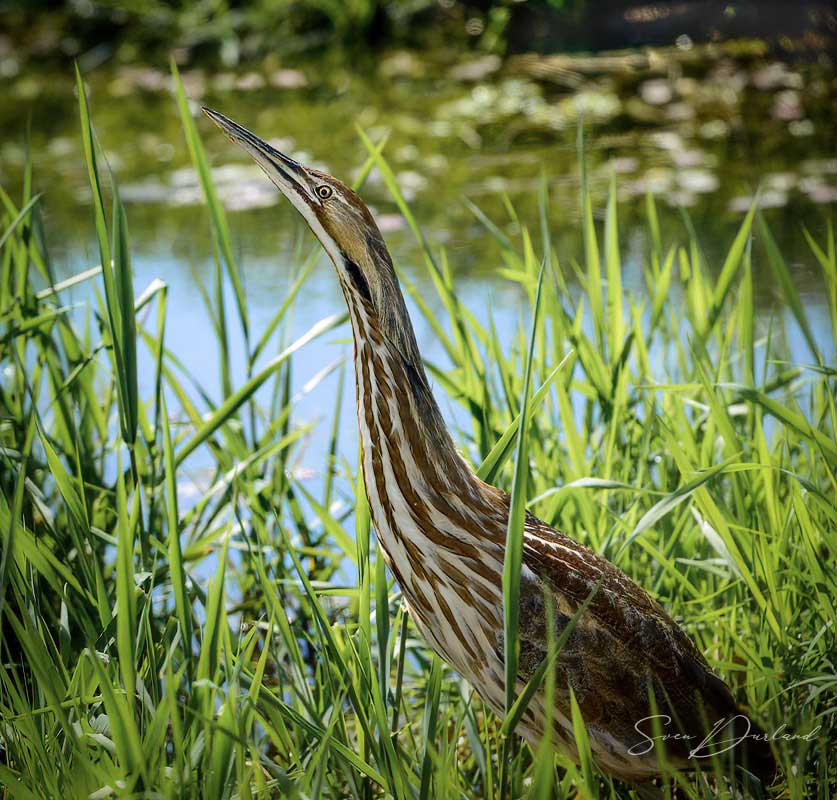 American Bittern