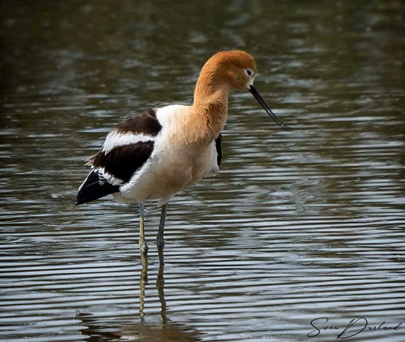 American Avocet