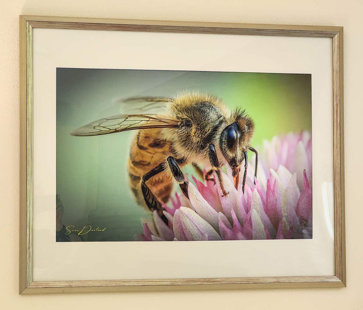 Framed print of close up Bee