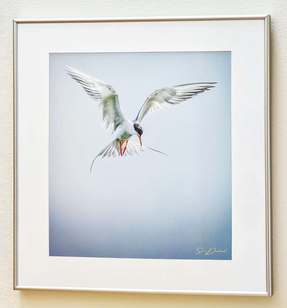 Framed print of Forster's Tern