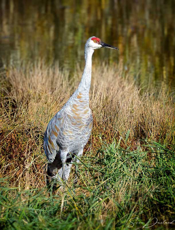 Sandhill Crane - male