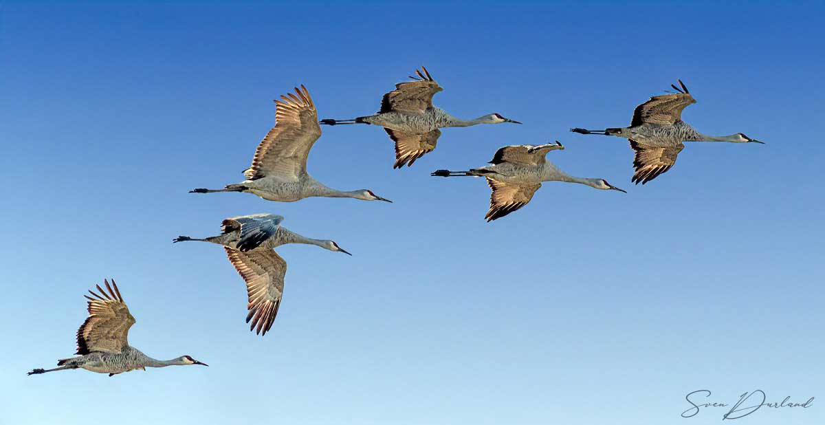 Sandhill Cranes in flight