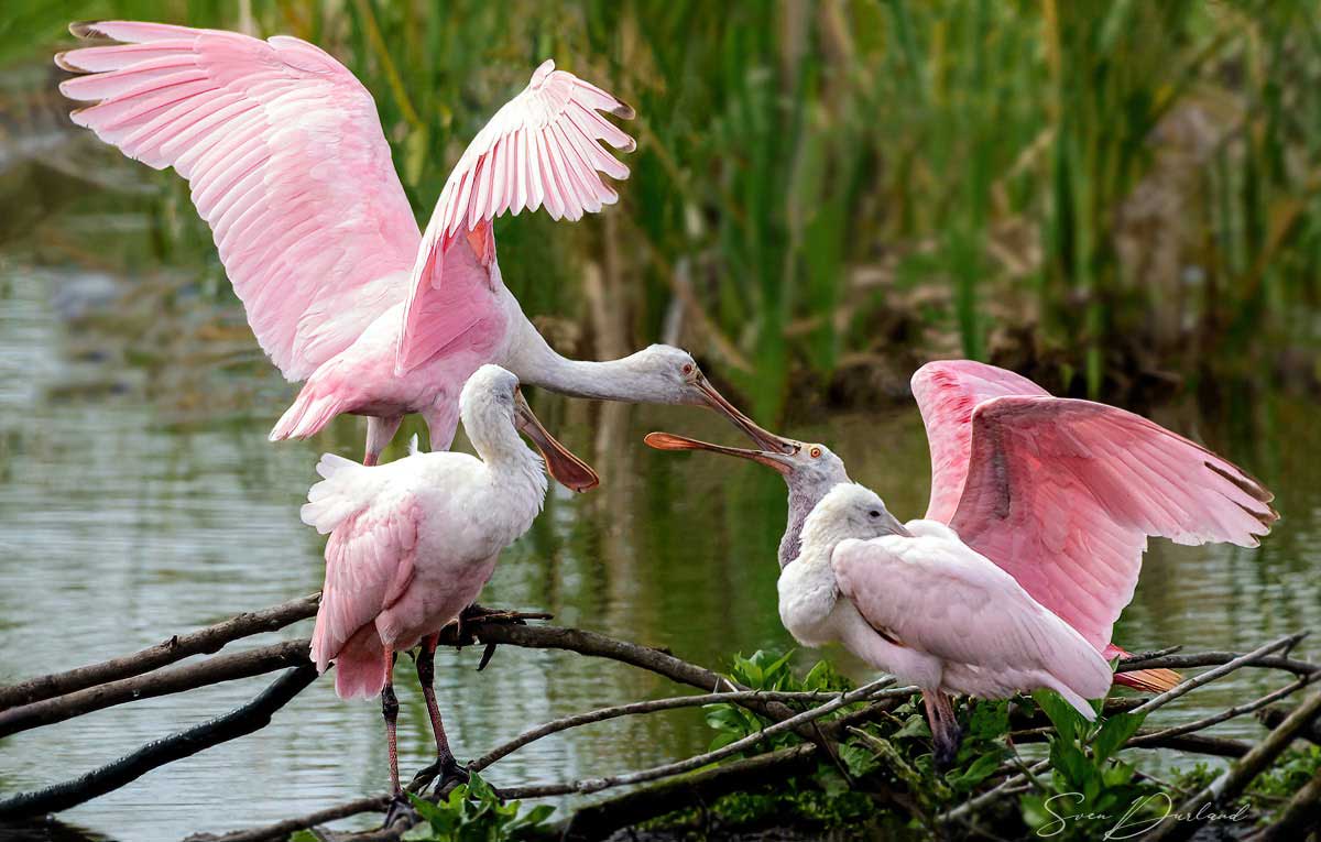 Roseate Spoonbills