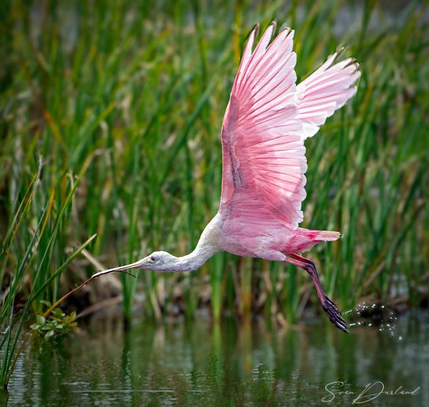 Roseate Spoonbill in flight