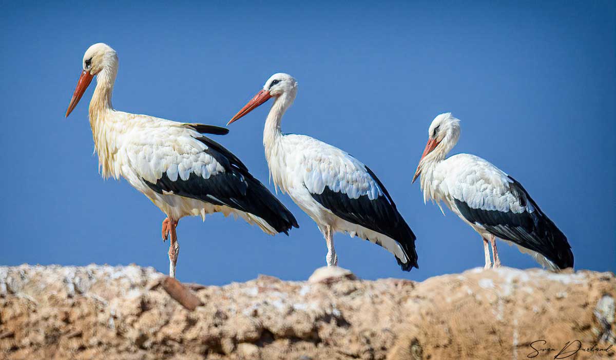 White Storks