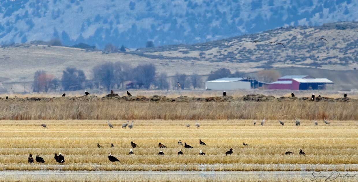 Lots of eagles, distant photo