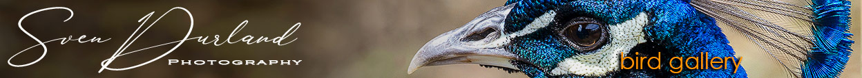 Bird Gallery banner