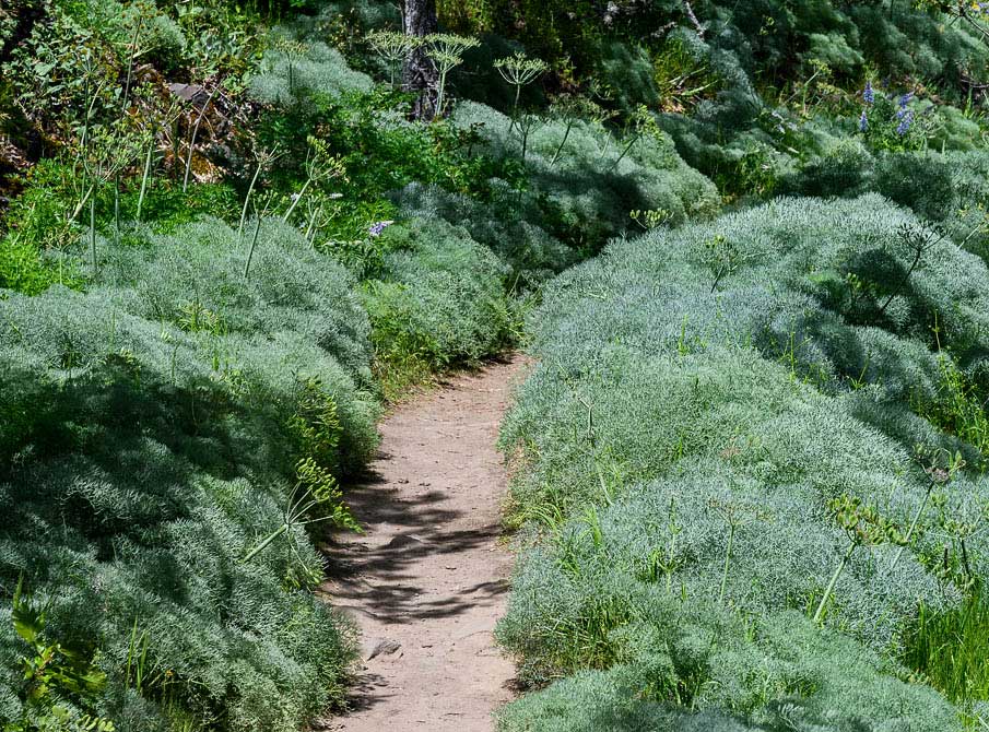 Desert Parsley