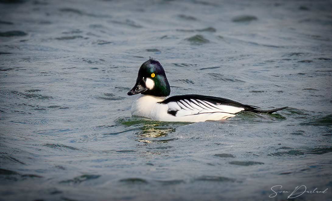 Goldeneye - male