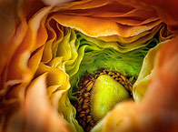 Close-up Ranunculus