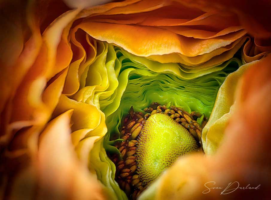 Close-up of Ranunculus flower