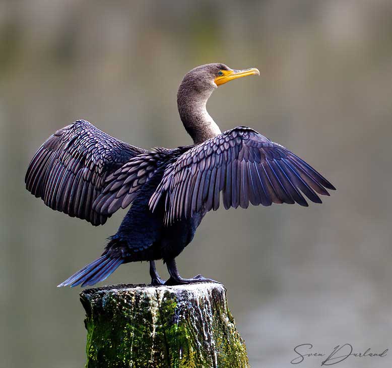 Double-crested Cormorant - nonbreeding