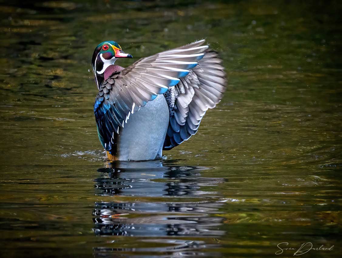 Wood Duck - male