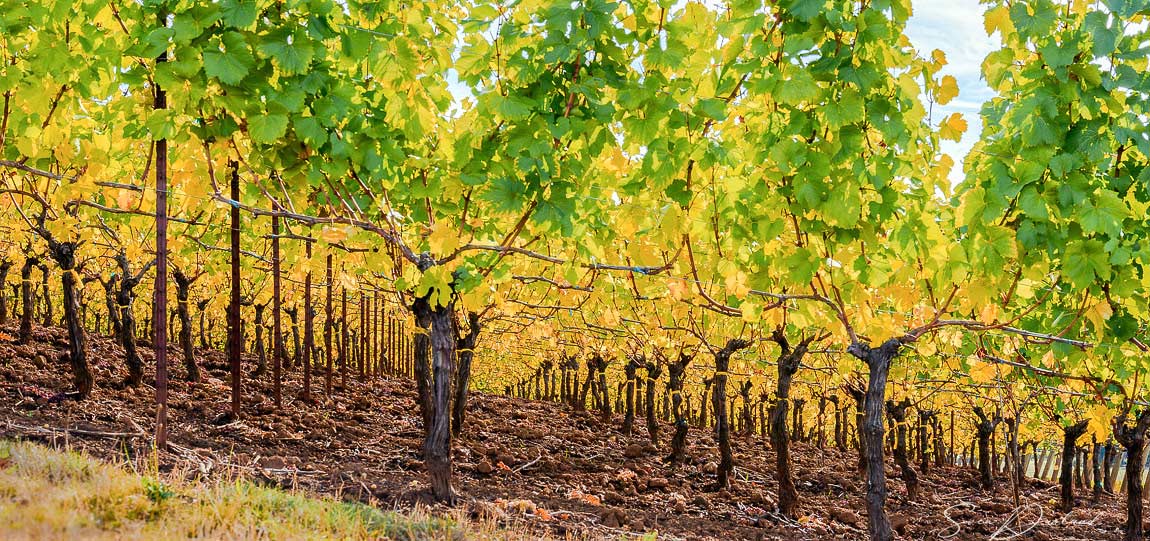 Fall colored grapevine