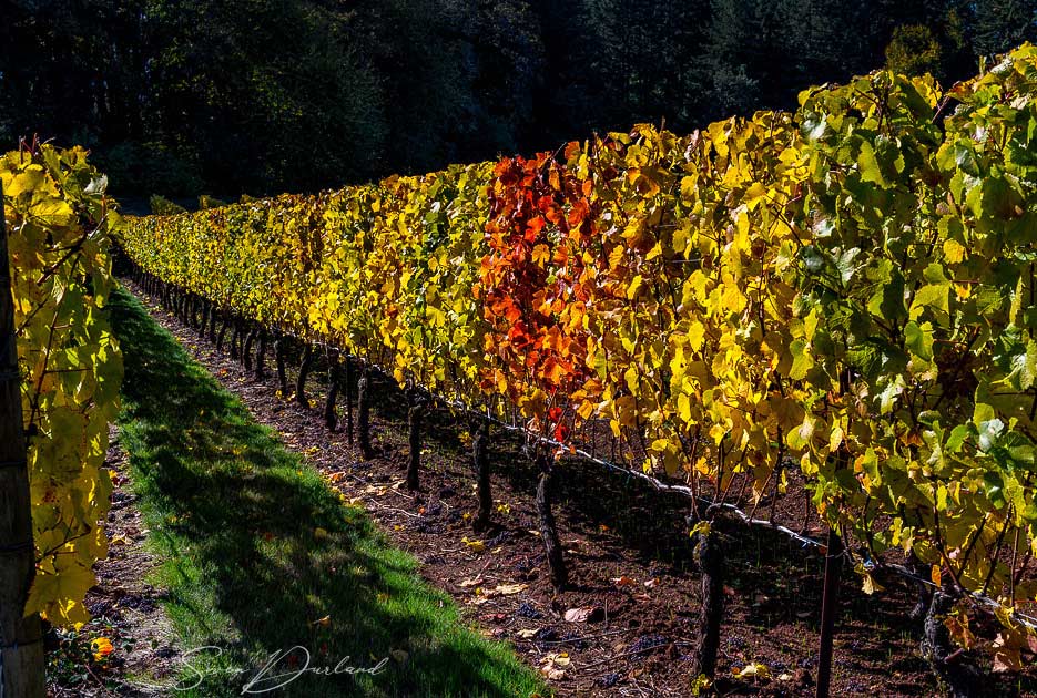 Fall colored grapevine