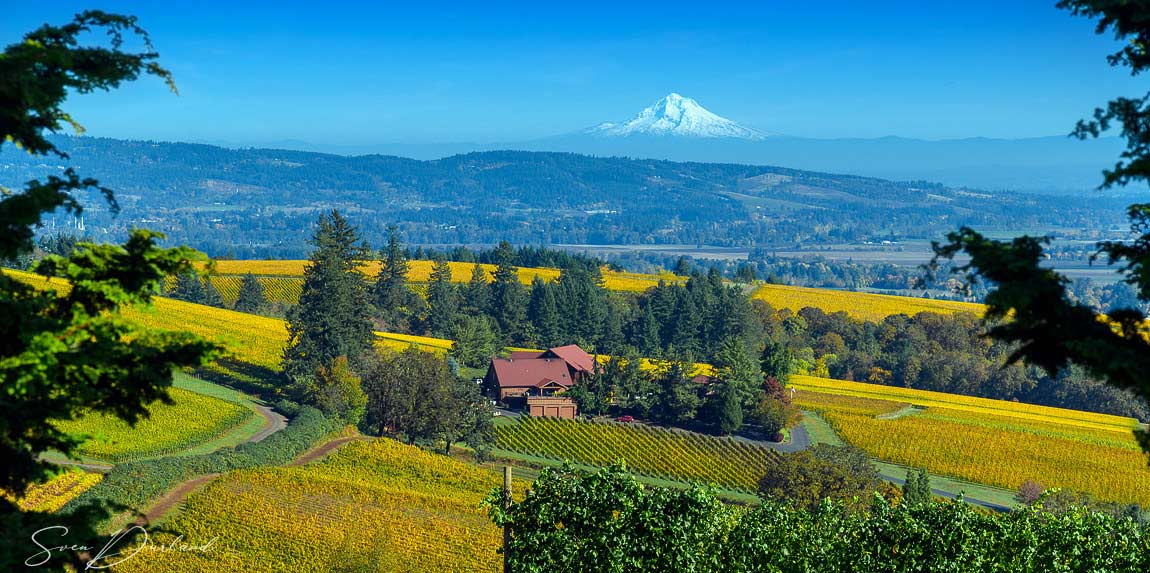 Vineyard view with Mt Hood