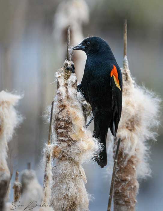 Red-winged blackbird