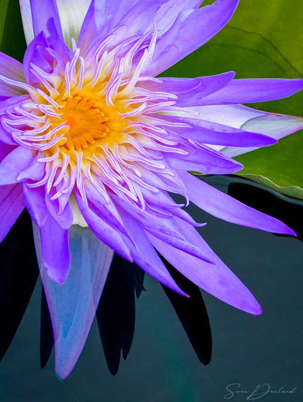 Waterlily close-up