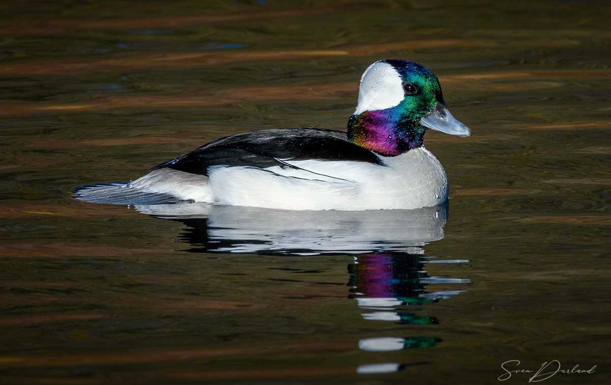 Bufflehead - male