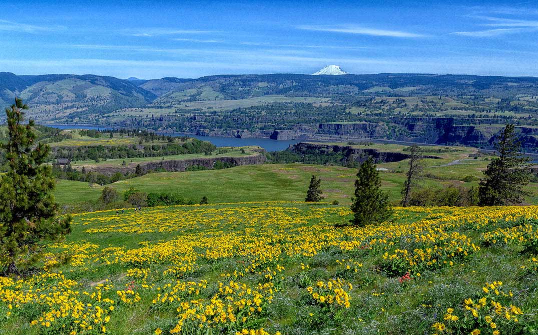 Balsamroot flowers