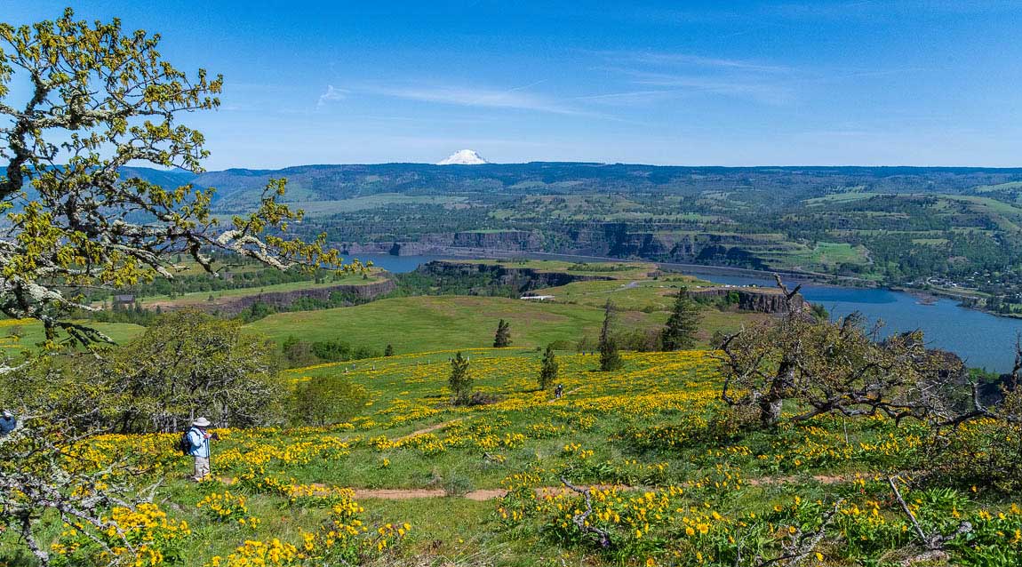 Balsamroot flowers