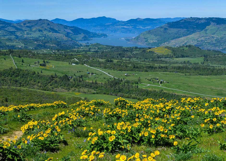 Balsamroot flowers