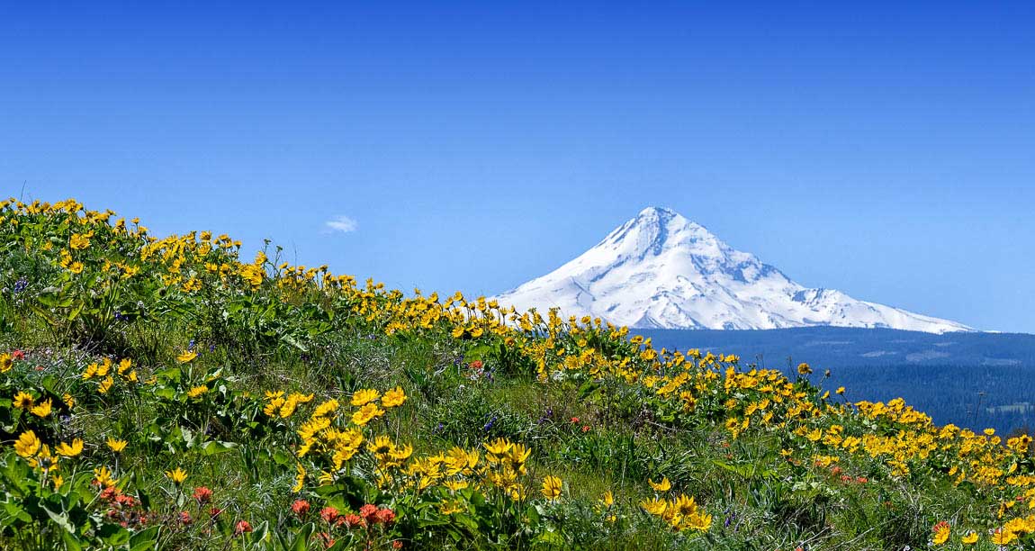 Balsamroot flowers - Mt Hood