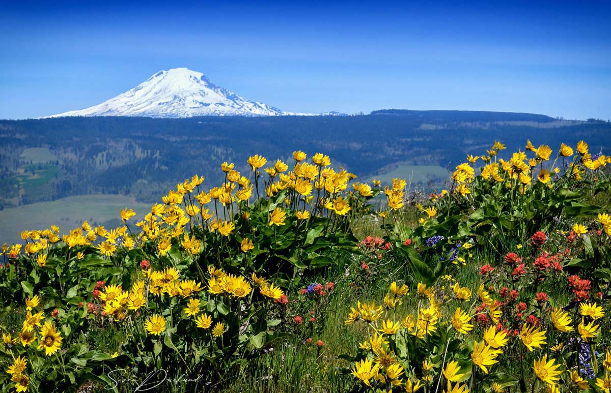 Mt Adam view from Tom McCall point