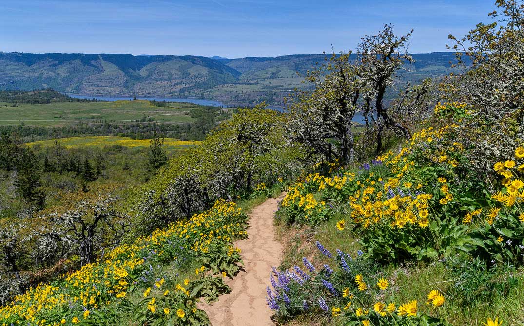 Balsamroot flowers