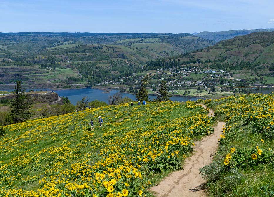 Balsamroot flowers