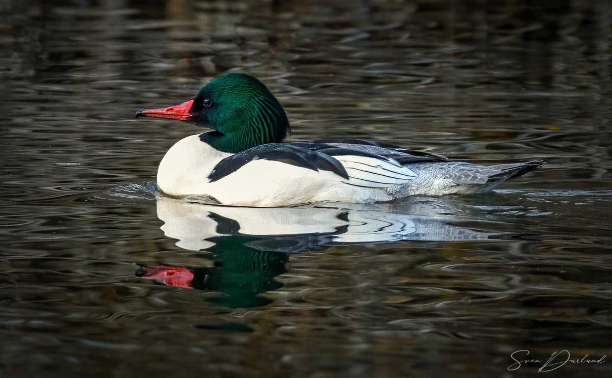 Common Merganser - male