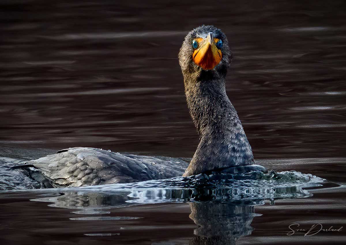 Double-crested Cormorant - nonbreeding