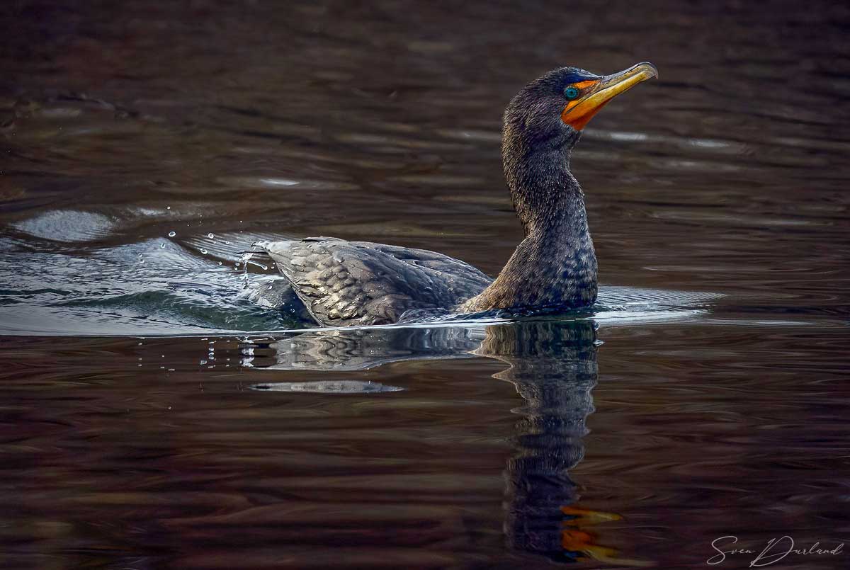 Double-crested Cormorant - nonbreeding