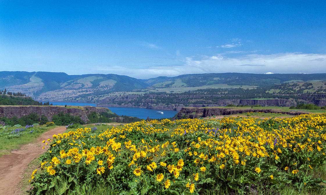 Balsamroot flowers - Columbia River