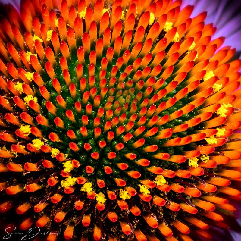 Flower stamens etreme close-up