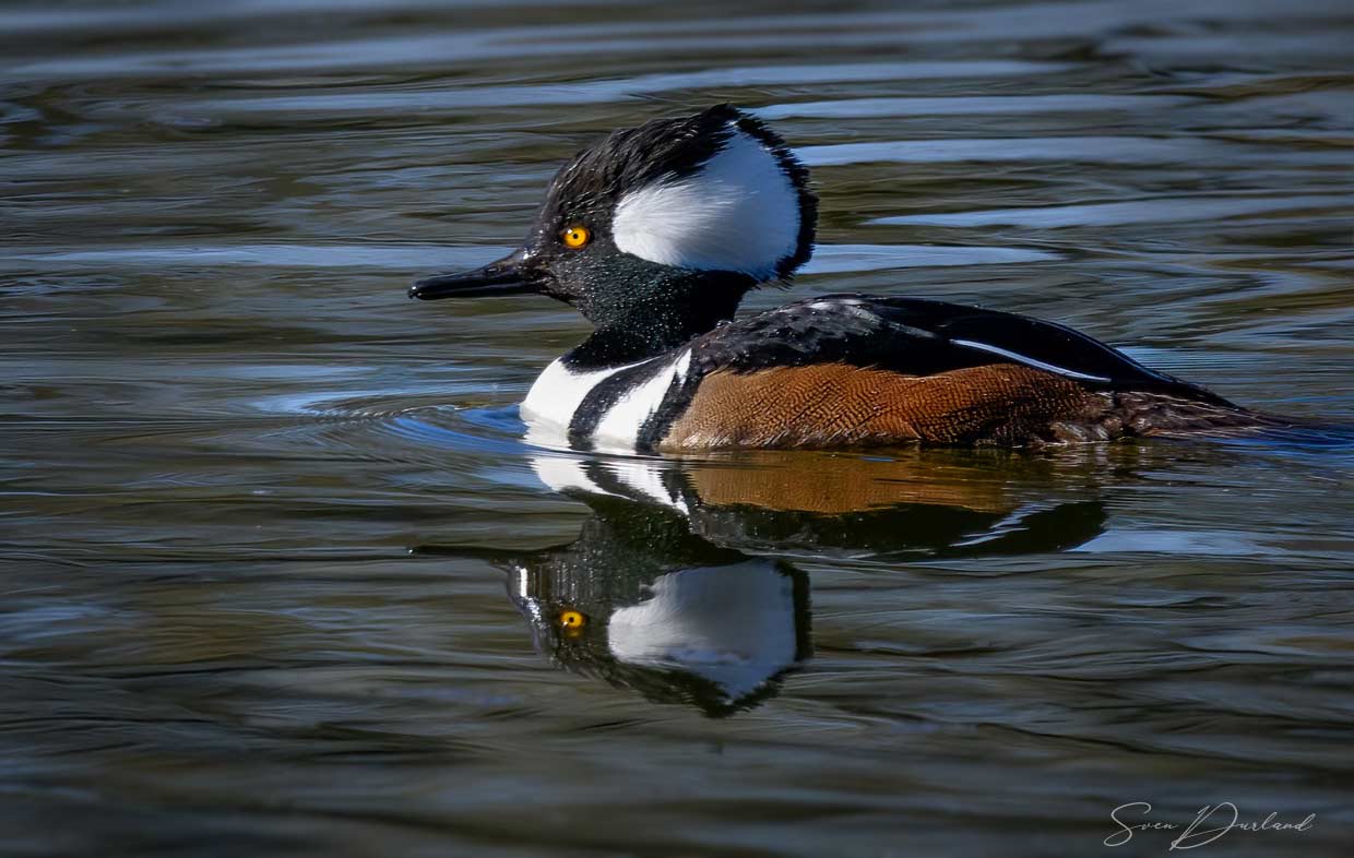 Hooded Merganser male