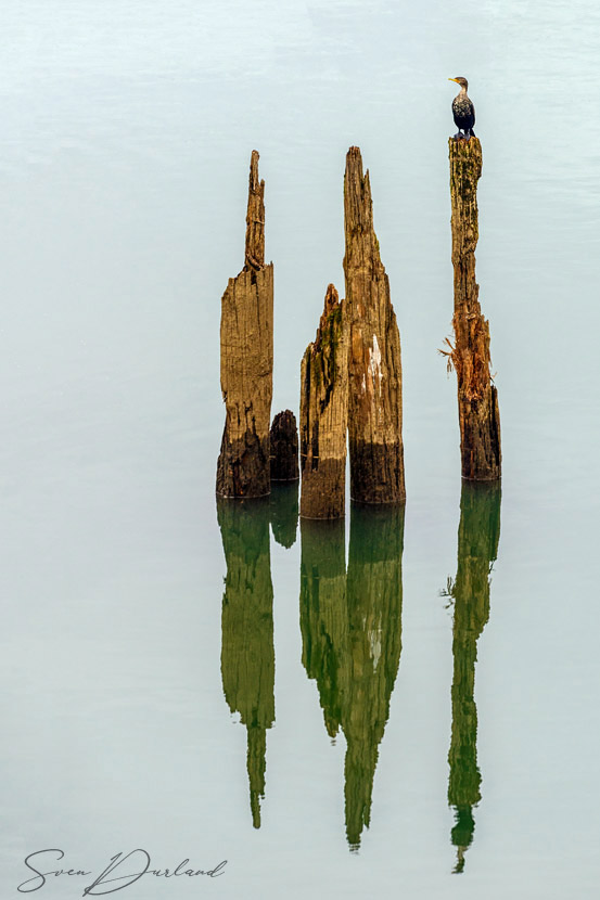 Cormorant sitting on pylons