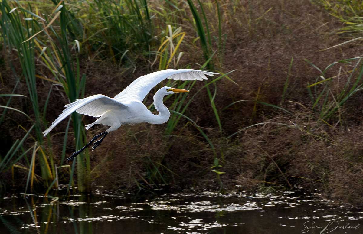 Egret in flight