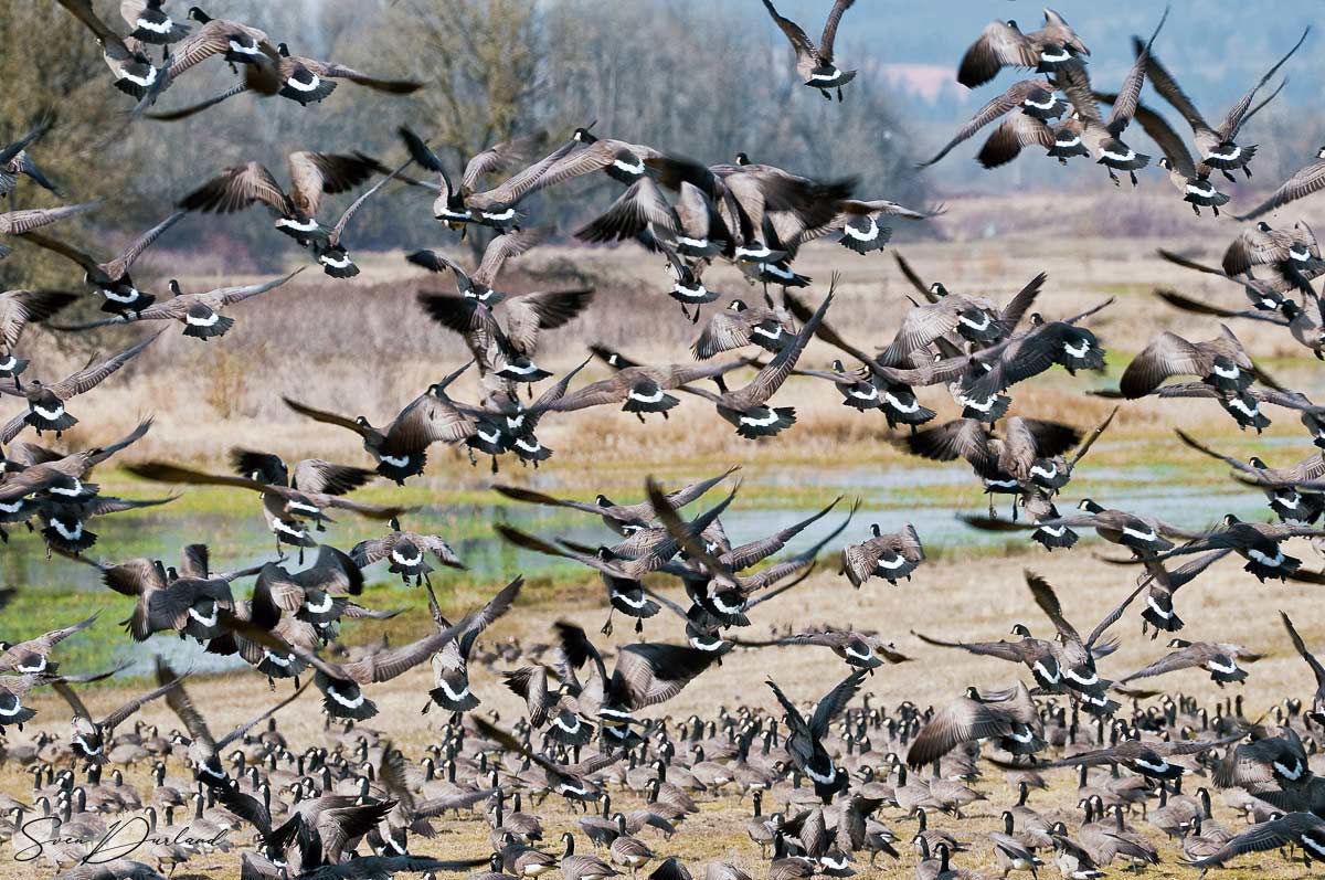 Cackling geese in flight