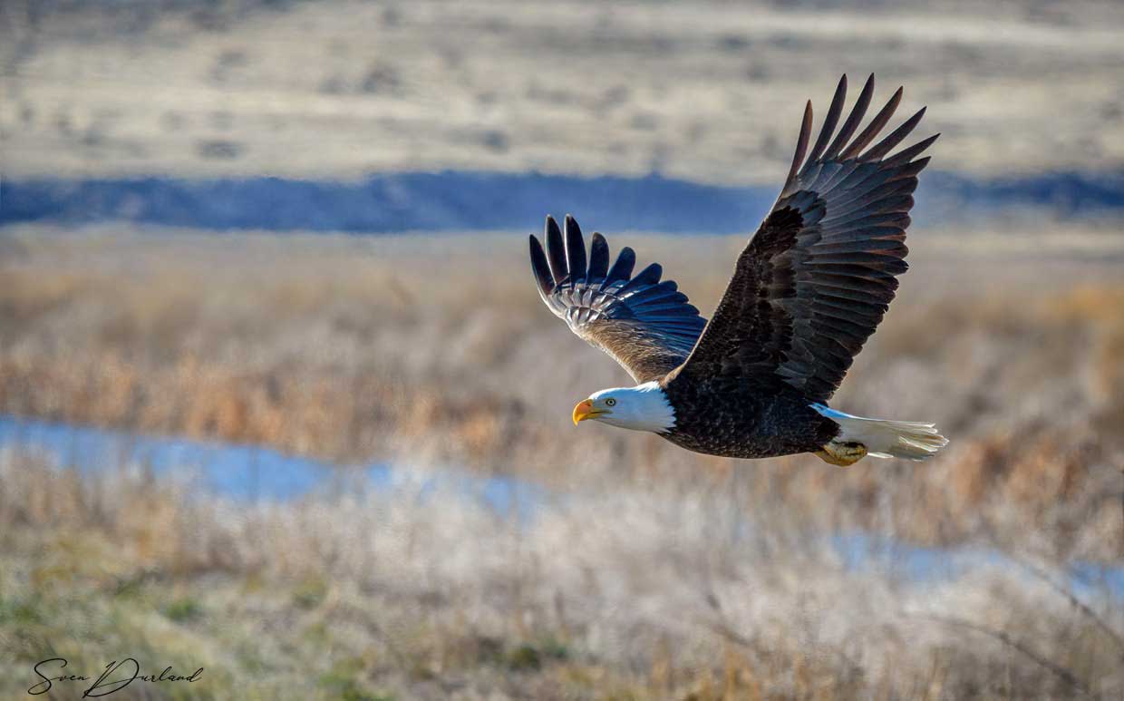 Bald eagle in flight