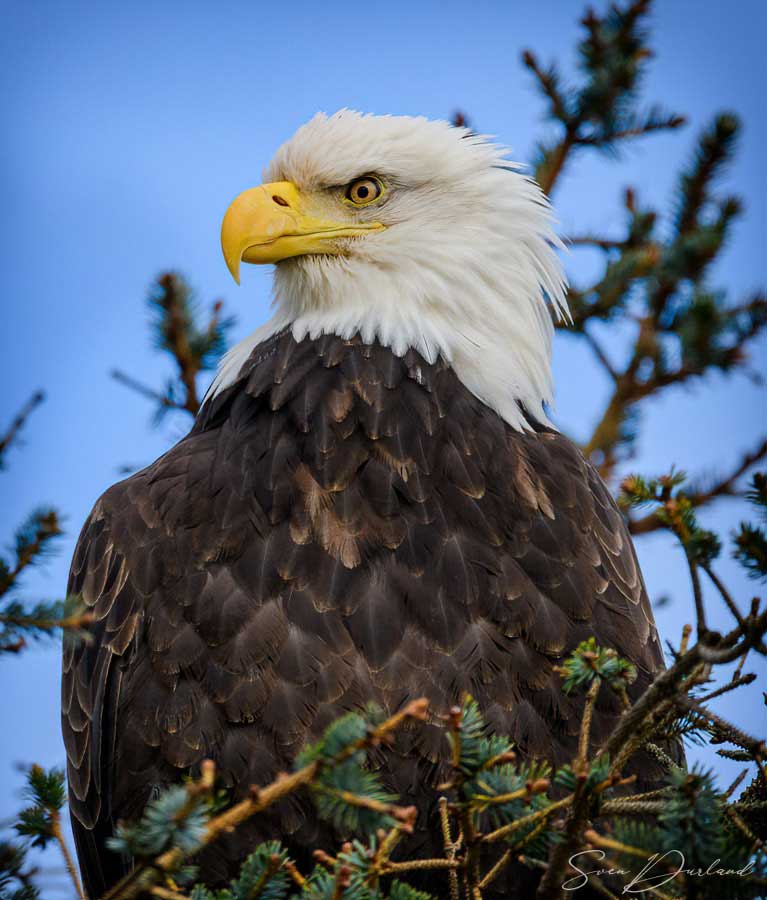 Bald eagle