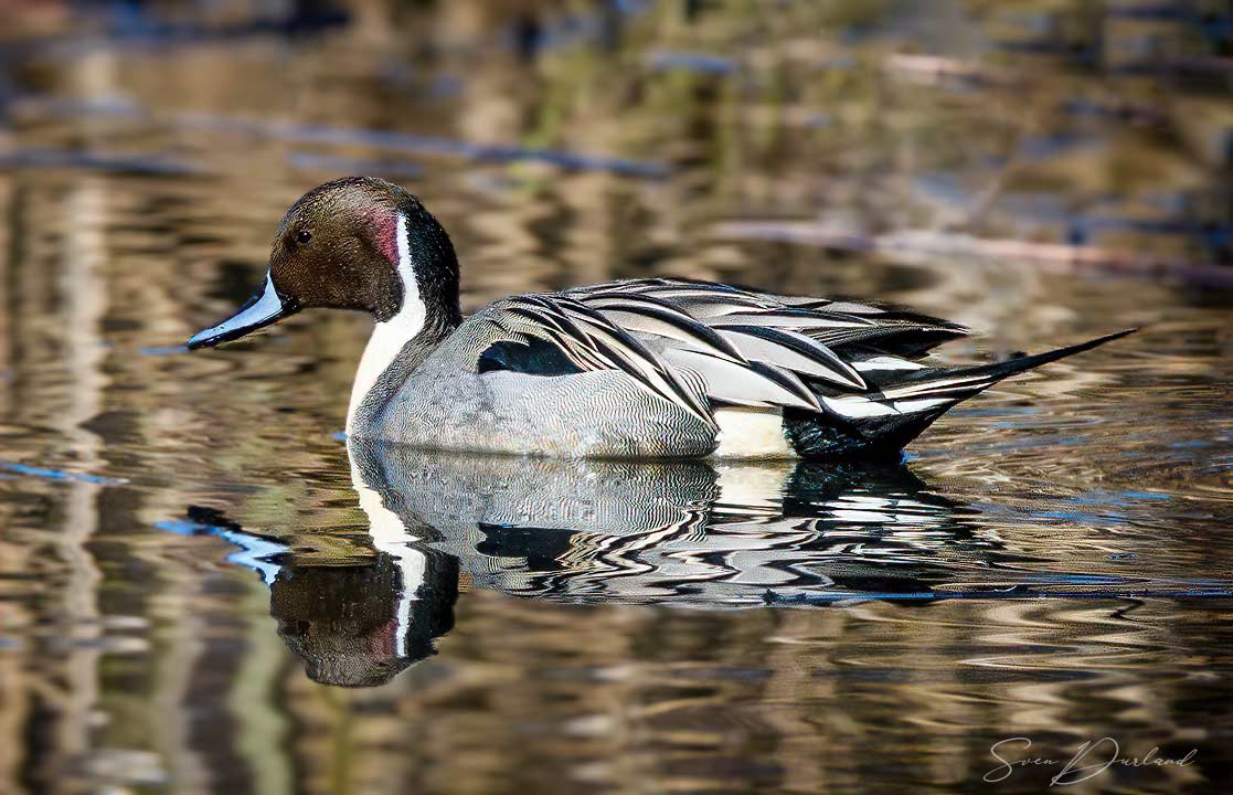 Northern Pintail - male