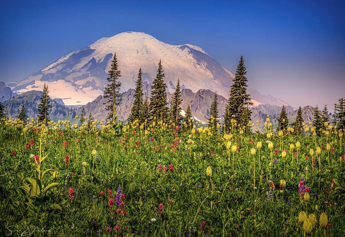 Wildflower meadow at Mt Rainier