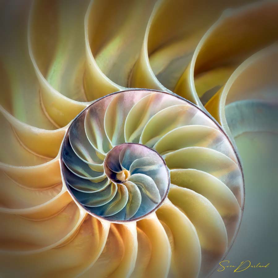 Nautilus shell detail