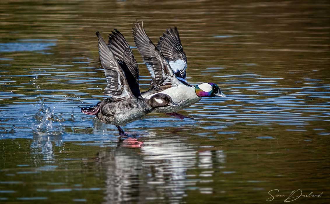 Bufflehead - couple taking off