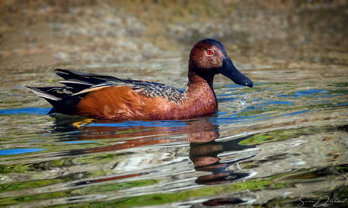 Cinnamon Teal - male